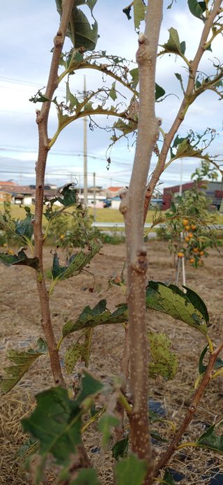김수학님의 감 · 병해충상담 작성글 사진