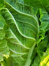 팜모닝 배추·병해충상담 게시글 이미지