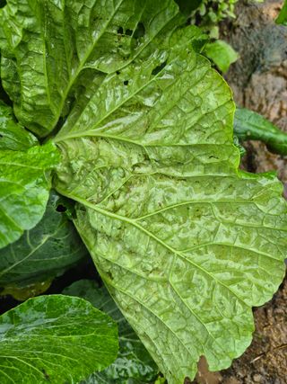 우리나무님의 배추 · 병해충상담 작성글 사진