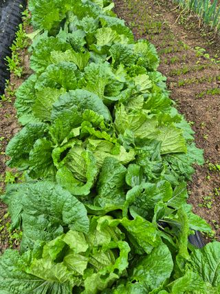 우리나무님의 배추 · 병해충상담 작성글 사진