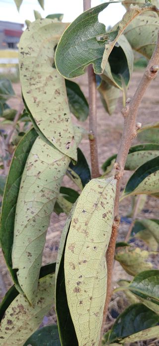 김수학님의 감 · 병해충상담 작성글 사진