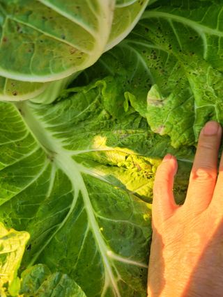 초보농부님의 배추 · 병해충상담 작성글 사진