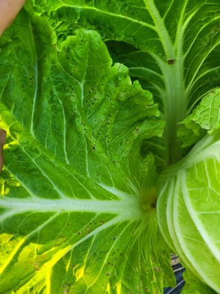 초보농부님의 배추 · 병해충상담 작성글 사진