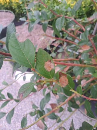 귀산촌님의 블루베리 · 병해충상담 작성글 사진