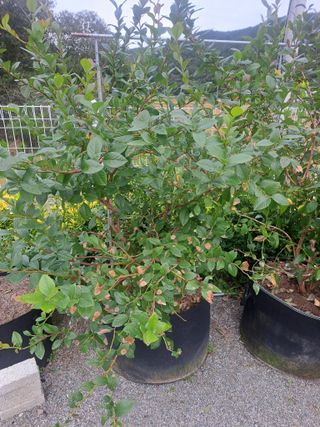 귀산촌님의 블루베리 · 병해충상담 작성글 사진