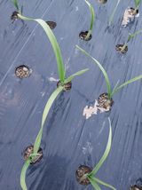 팜모닝 마늘·병해충상담 게시글 이미지