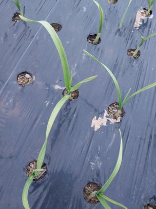 유영록님의 마늘 · 병해충상담 작성글 사진