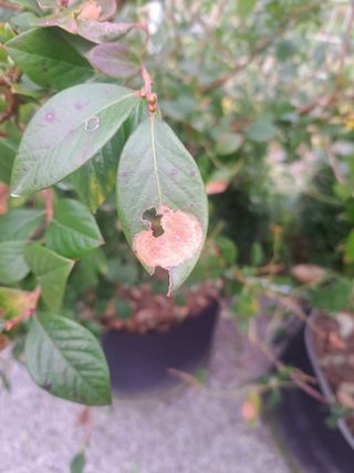 귀산촌님의 블루베리 · 병해충상담 작성글 사진