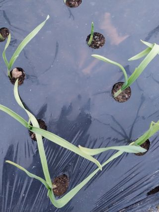 유영록님의 마늘 · 병해충상담 작성글 사진