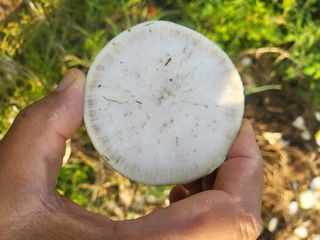 장용익님의 기타작물 · 병해충상담 작성글 사진