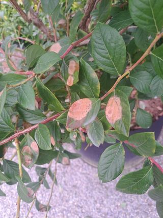 귀산촌님의 블루베리 · 병해충상담 작성글 사진