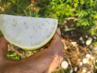 장용익님의 기타작물 · 병해충상담 작성글 사진