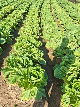 박진하님의 배추 · 병해충상담 작성글 사진