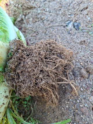 박진하님의 배추 · 병해충상담 작성글 사진