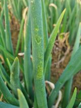 이름 없음님의 파·병해충상담 작성글 사진