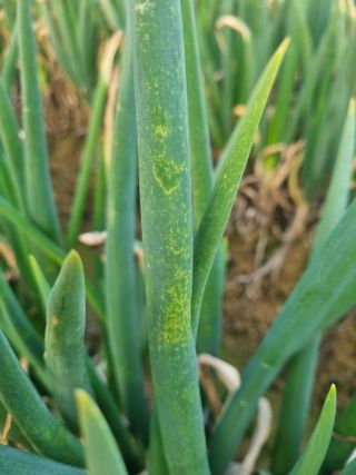 이름 없음님의 파 · 병해충상담 작성글 사진