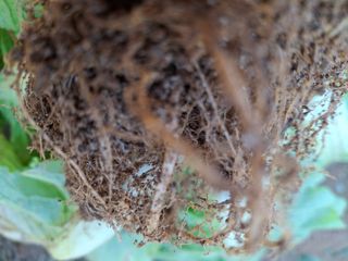 박진하님의 배추 · 병해충상담 작성글 사진