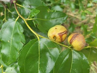 가희농장님의 기타작물 · 병해충상담 작성글 사진