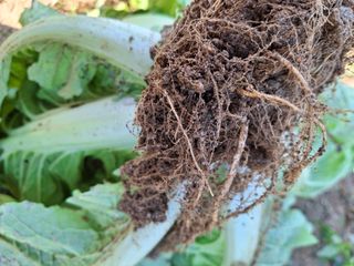 박진하님의 배추 · 병해충상담 작성글 사진