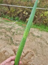 이름 없음님의 파·병해충상담 작성글 사진