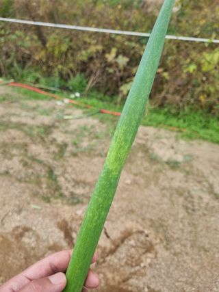 이름 없음님의 파 · 병해충상담 작성글 사진