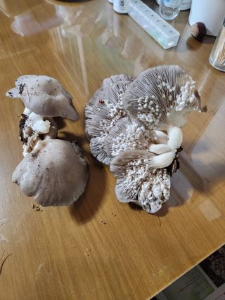 조은농부님의 기타작물 · 병해충상담 작성글 사진