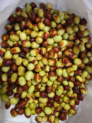 가희농장님의 기타작물 · 병해충상담 작성글 사진