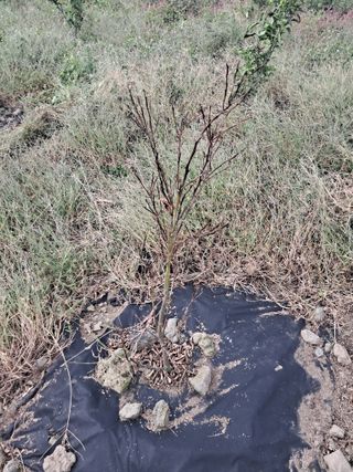 김은영님의 귤 · 병해충상담 작성글 사진