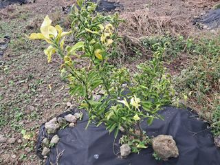 김은영님의 귤 · 병해충상담 작성글 사진