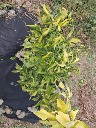 김은영님의 귤 · 병해충상담 작성글 사진