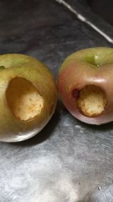 팜모닝 사과·병해충상담 게시글 이미지