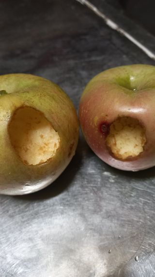 마에스타님의 사과 · 병해충상담 작성글 사진