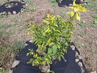 김은영님의 귤 · 병해충상담 작성글 사진