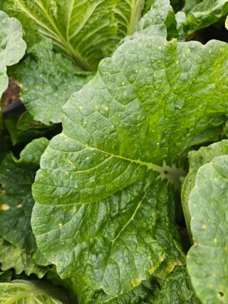 이름 없음님의 배추 · 병해충상담 작성글 사진