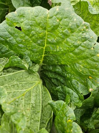 이름 없음님의 배추 · 병해충상담 작성글 사진