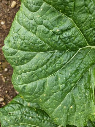 이름 없음님의 배추 · 병해충상담 작성글 사진