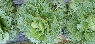 박종권님의 배추 · 병해충상담 작성글 사진