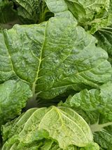 팜모닝 배추·병해충상담 게시글 이미지