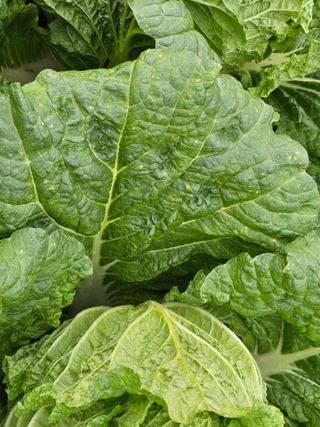 이름 없음님의 배추 · 병해충상담 작성글 사진