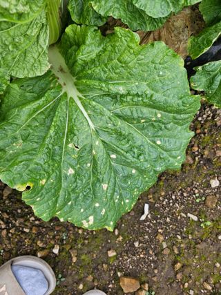 이름 없음님의 배추 · 병해충상담 작성글 사진