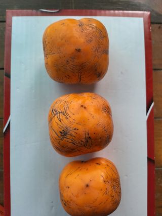 ahnda님의 감 · 병해충상담 작성글 사진