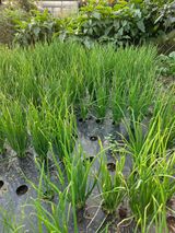 뿌리깊은나무님의 파·병해충상담 작성글 사진