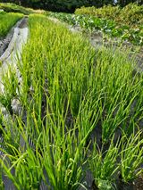 뿌리깊은나무님의 파·병해충상담 작성글 사진