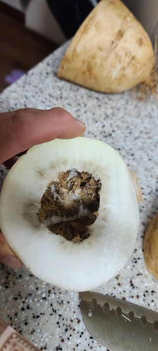 째진청바지님의 기타작물 · 병해충상담 작성글 사진