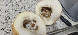 째진청바지님의 기타작물 · 병해충상담 작성글 사진