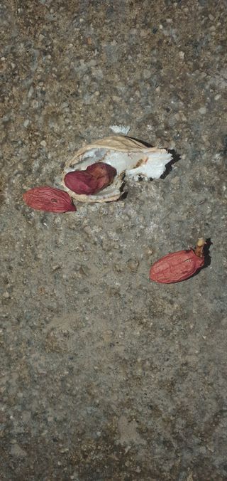 무 하님의 기타작물 · 병해충상담 작성글 사진