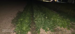 미우리님의 기타작물 · 병해충상담 작성글 사진