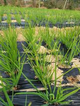 팜모닝 파·병해충상담 게시글 이미지