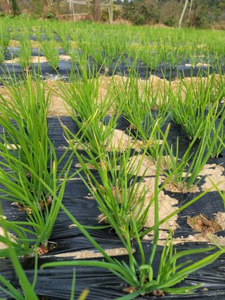 쪽파농민님의 파·병해충상담 작성글 사진