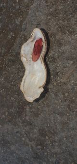 팜모닝 기타작물·병해충상담 게시글 이미지